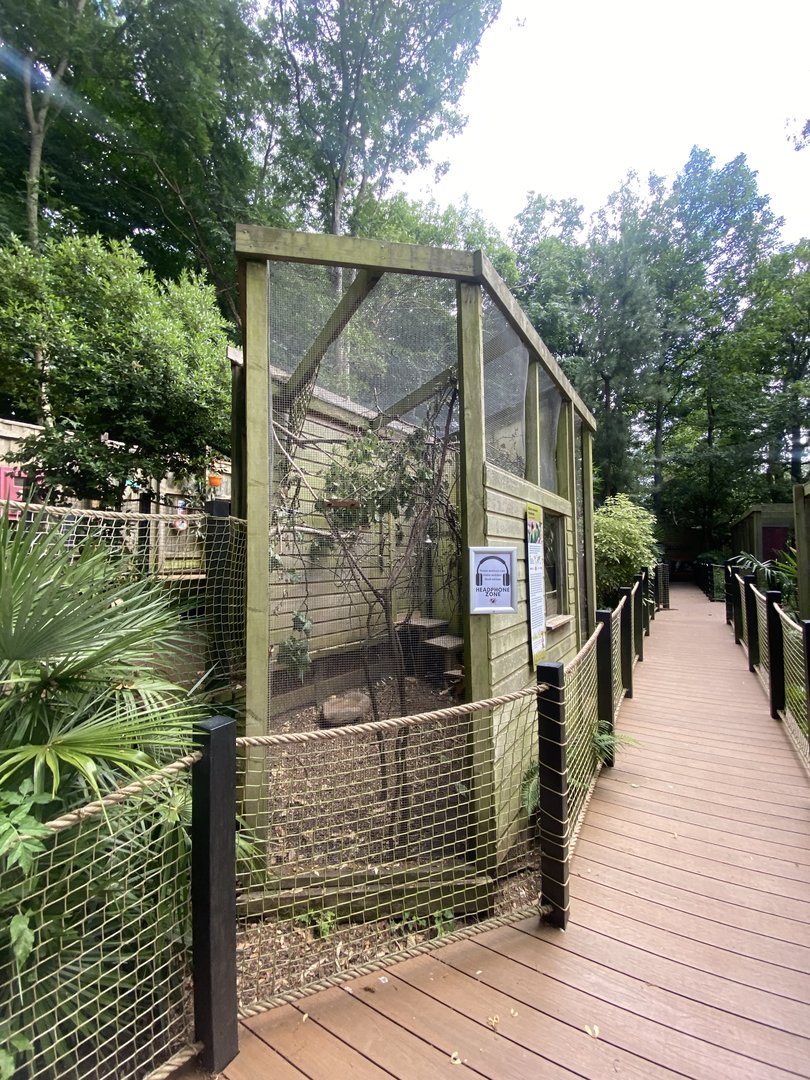 Black-cheeked lovebird aviary 250623