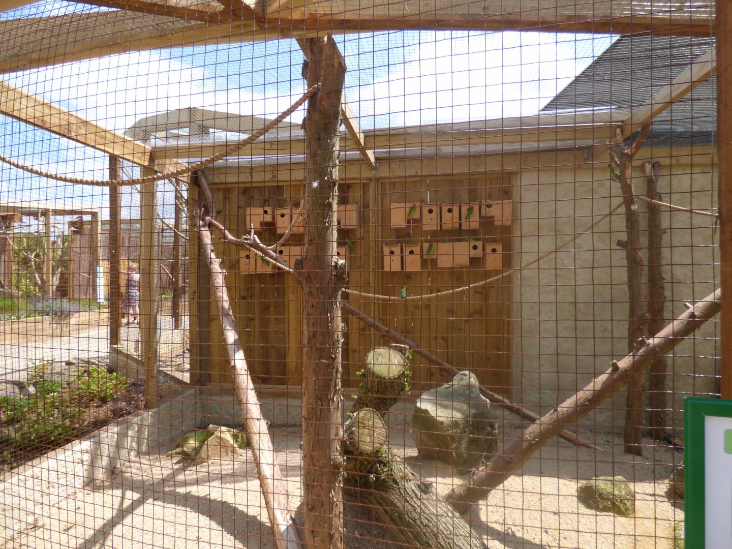 Black-Cheeked Lovebird Aviary