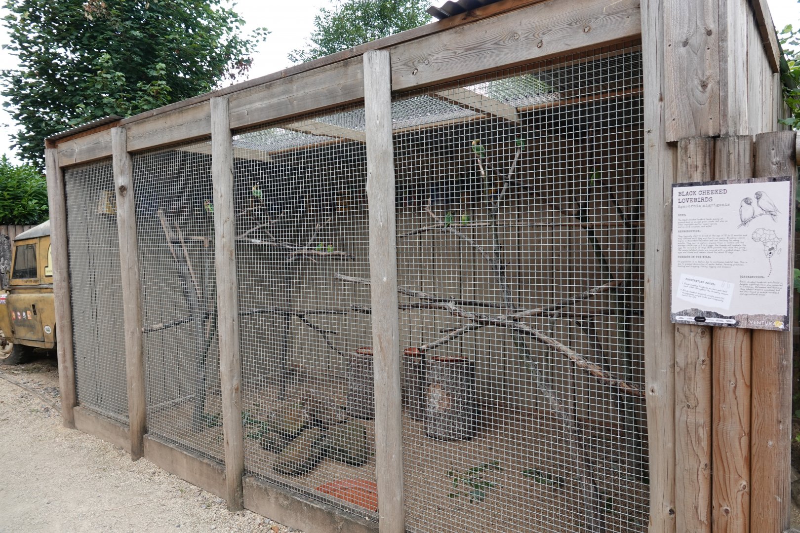 Black-cheeked lovebird aviary