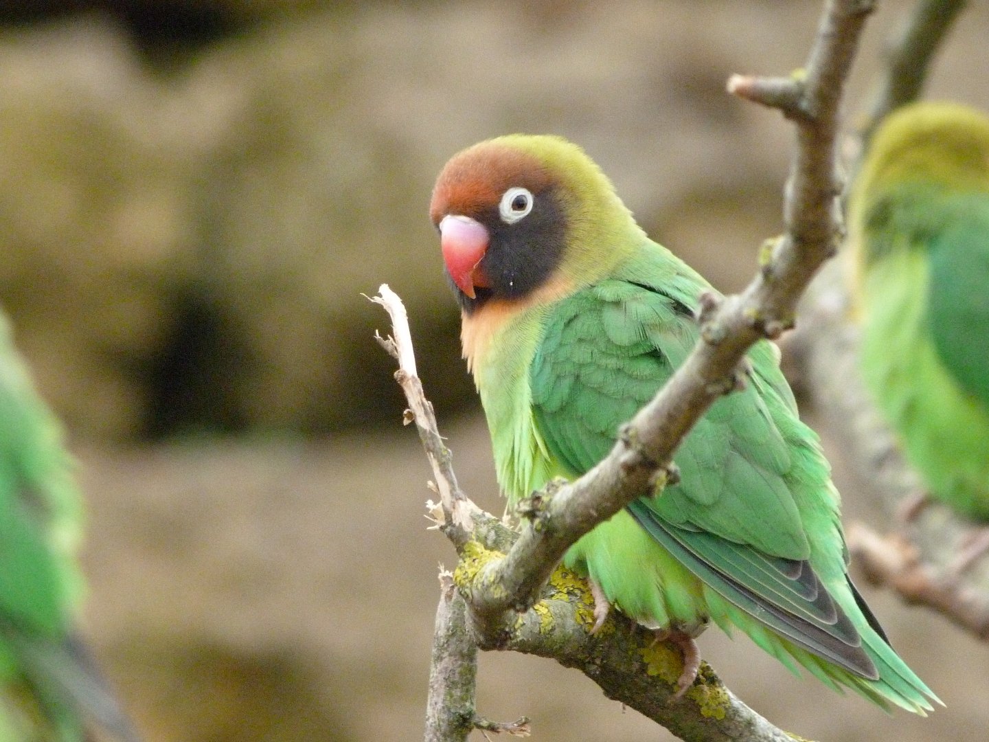 Black-cheeked lovebird -Bioparc de Doué la Fontaine (2025)