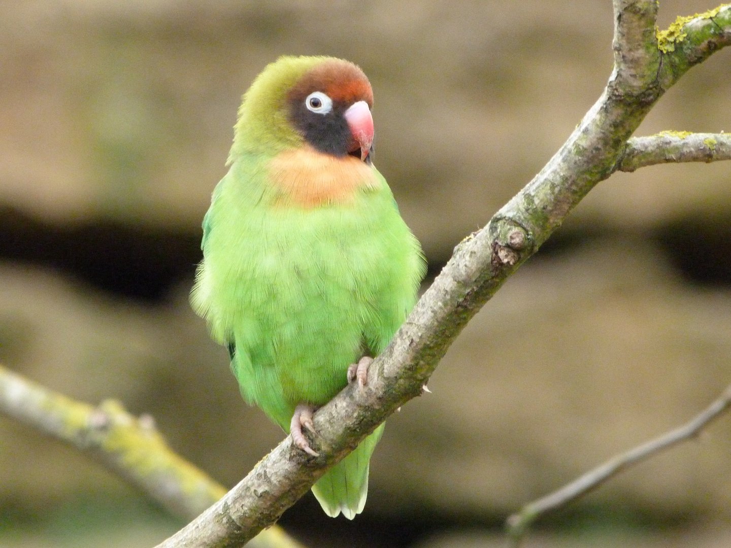 Black-cheeked lovebird -Bioparc de Doué la Fontaine (2025)
