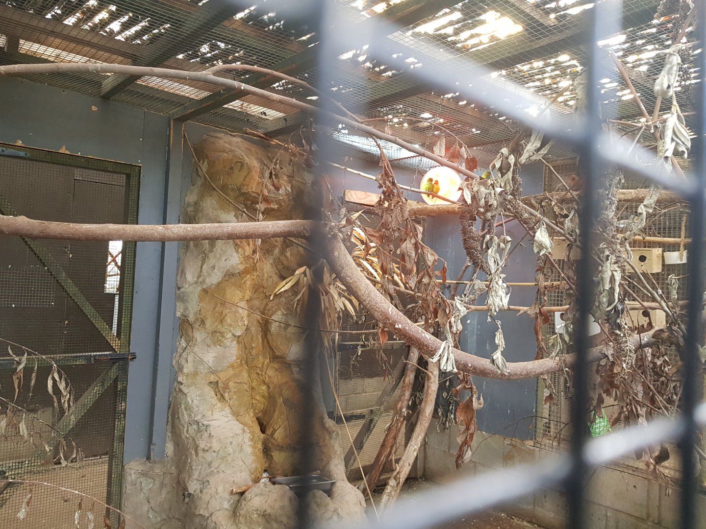 Black-cheeked Lovebird Enclosure