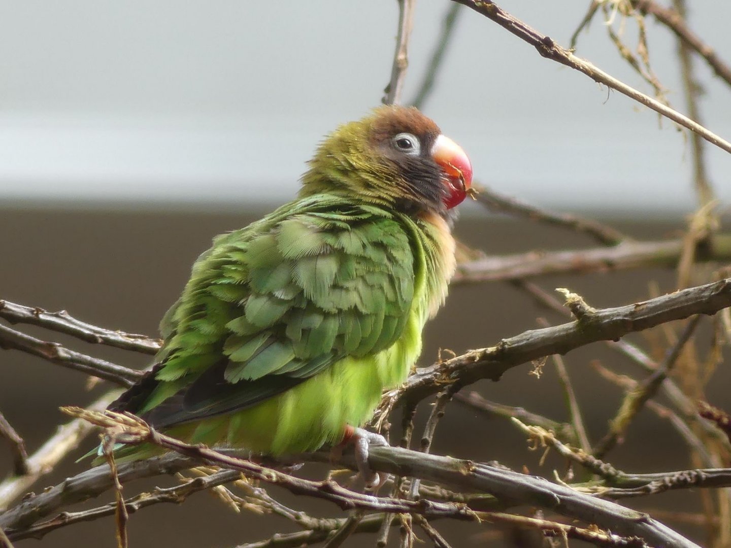 Black Cheeked Lovebird - Heart of Africa - 02.04.25