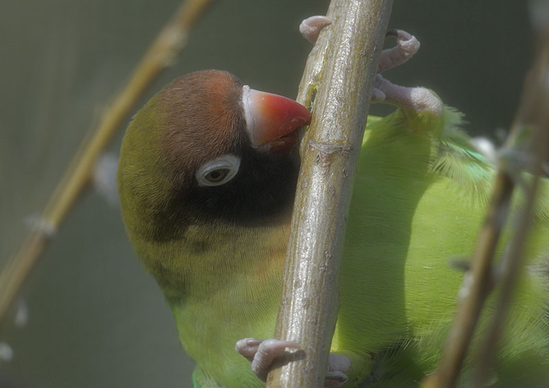 Black-cheeked lovebird