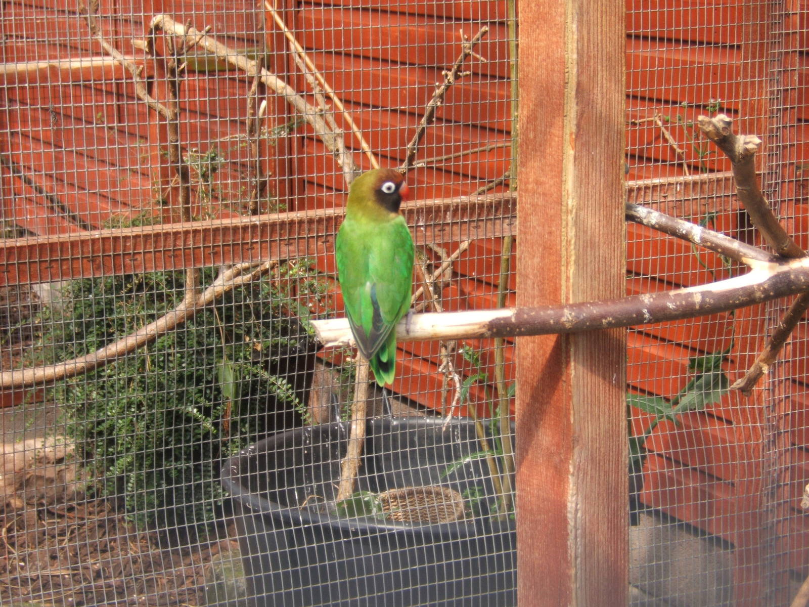 Black-cheeked Lovebird