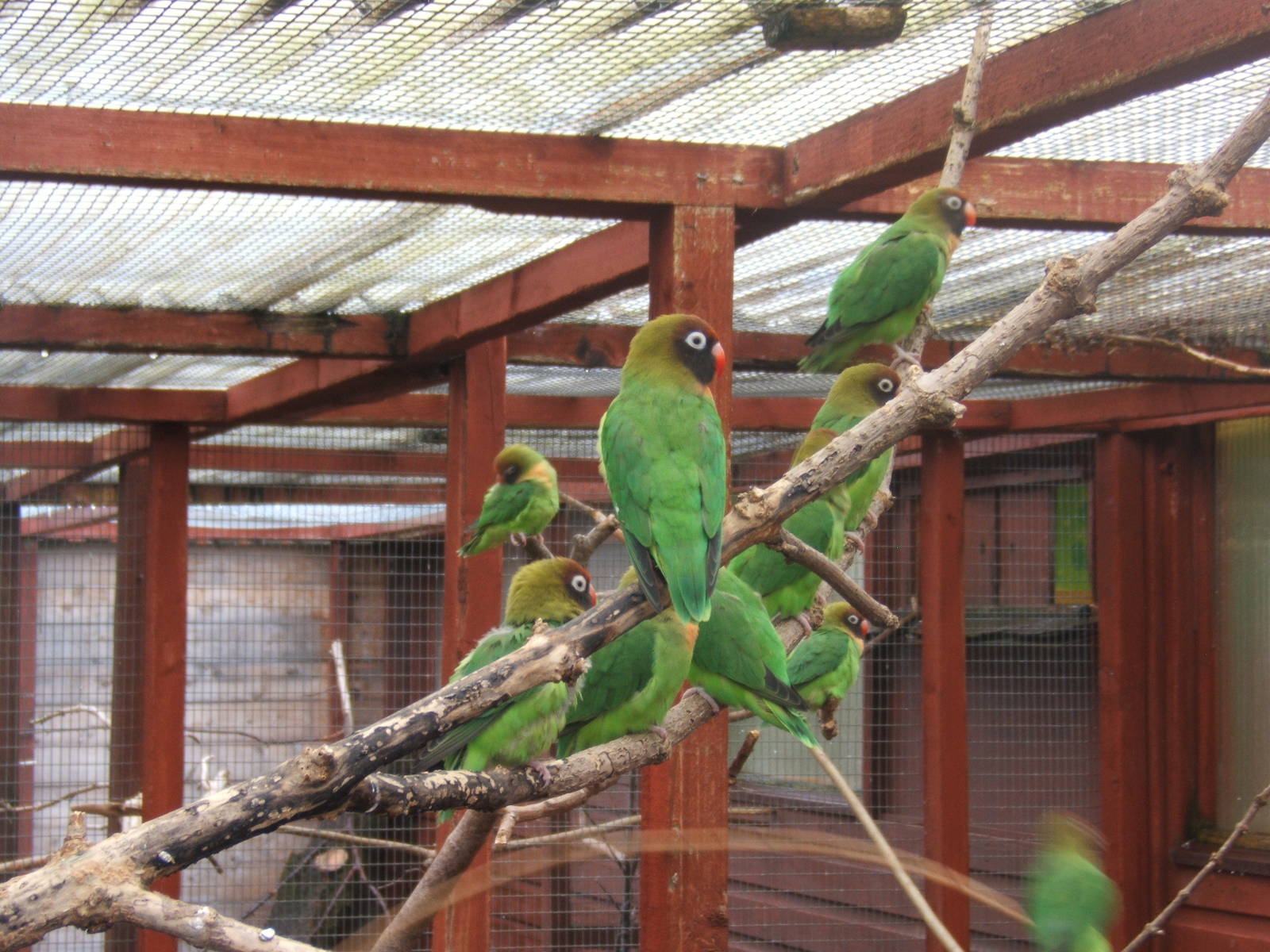Black-cheeked Lovebird