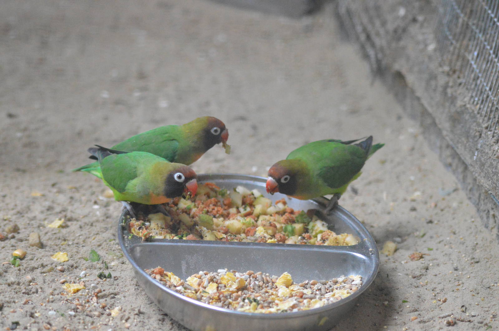 Black-cheeked lovebird