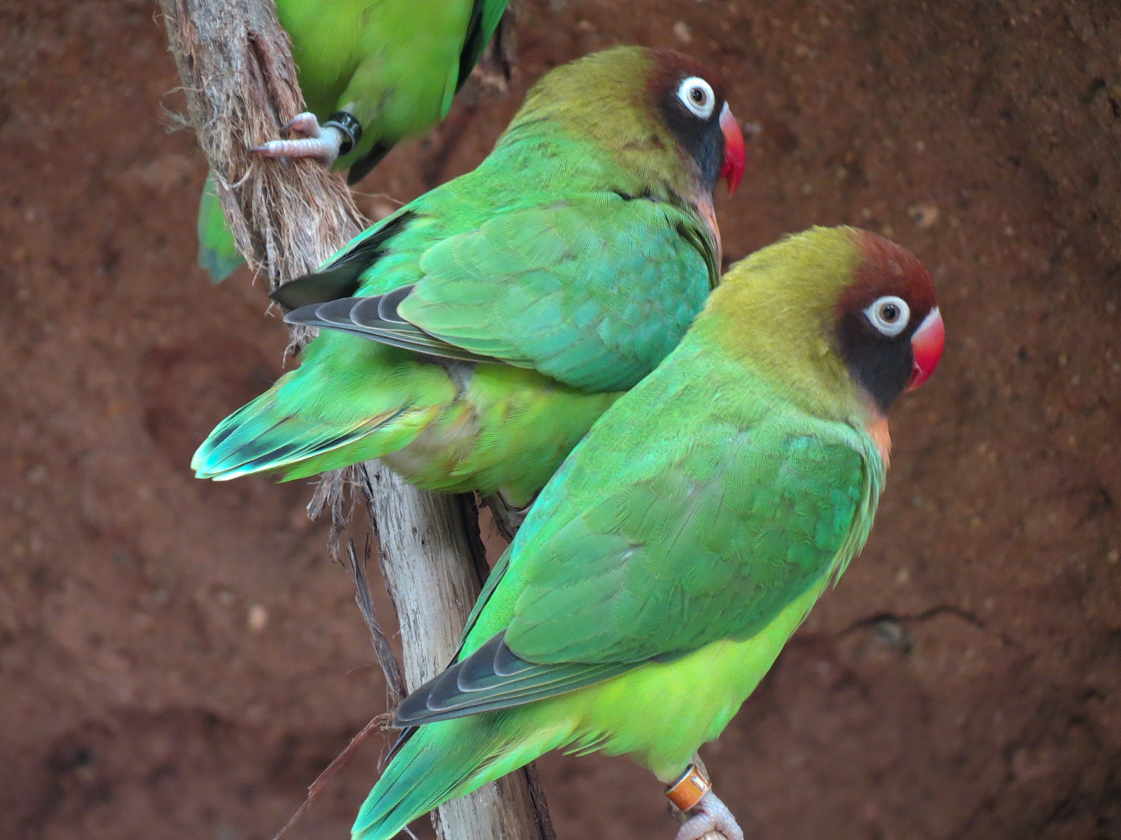 Black-cheeked Lovebird