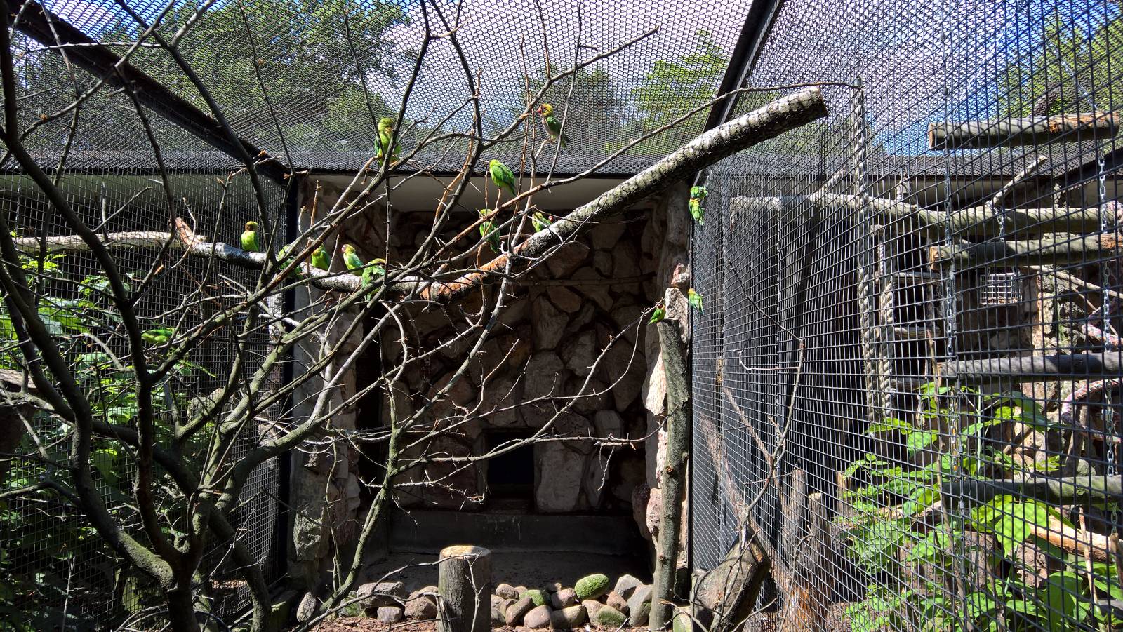 Black-cheeked lovebird