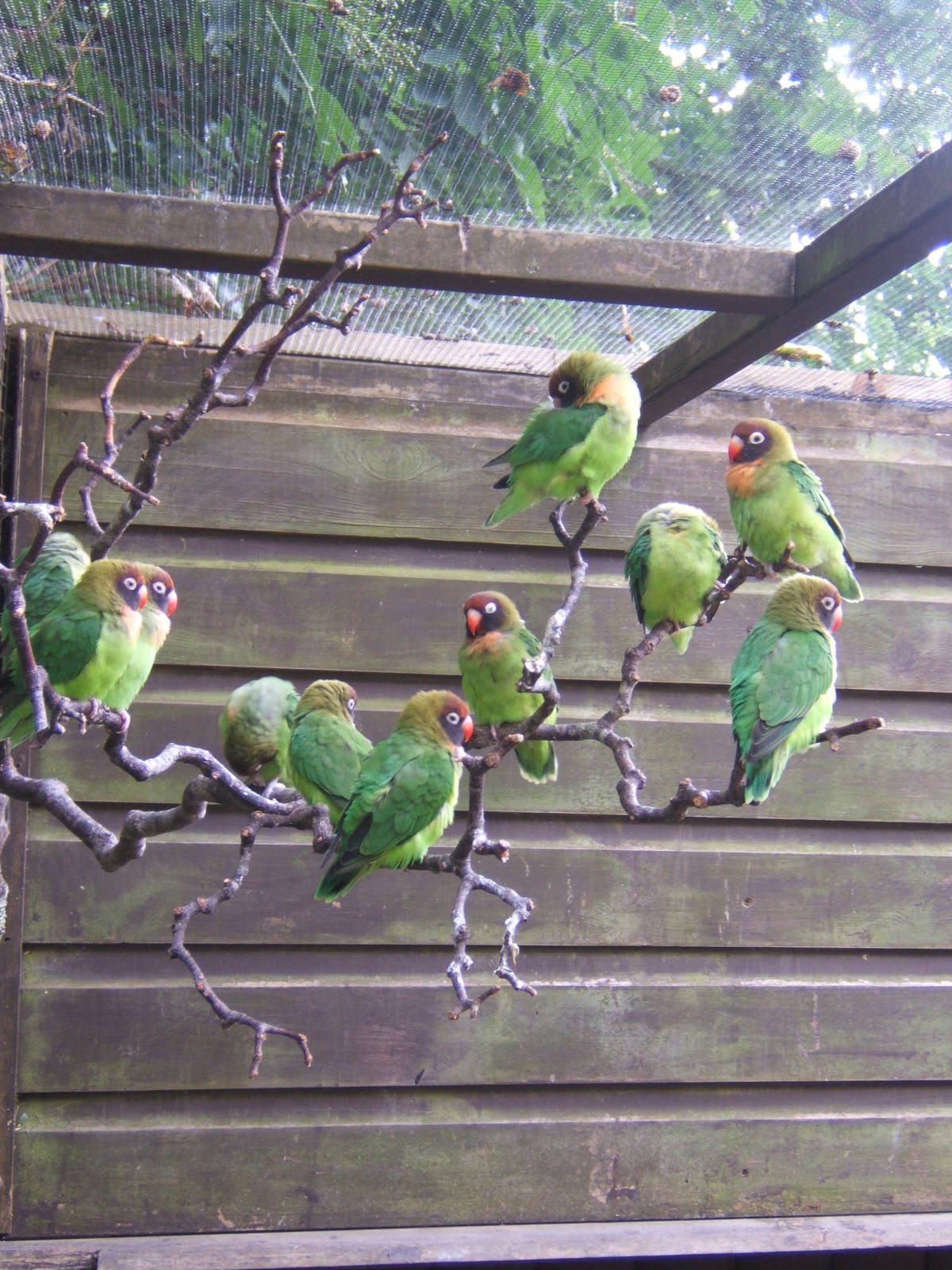 Black-cheeked Lovebird