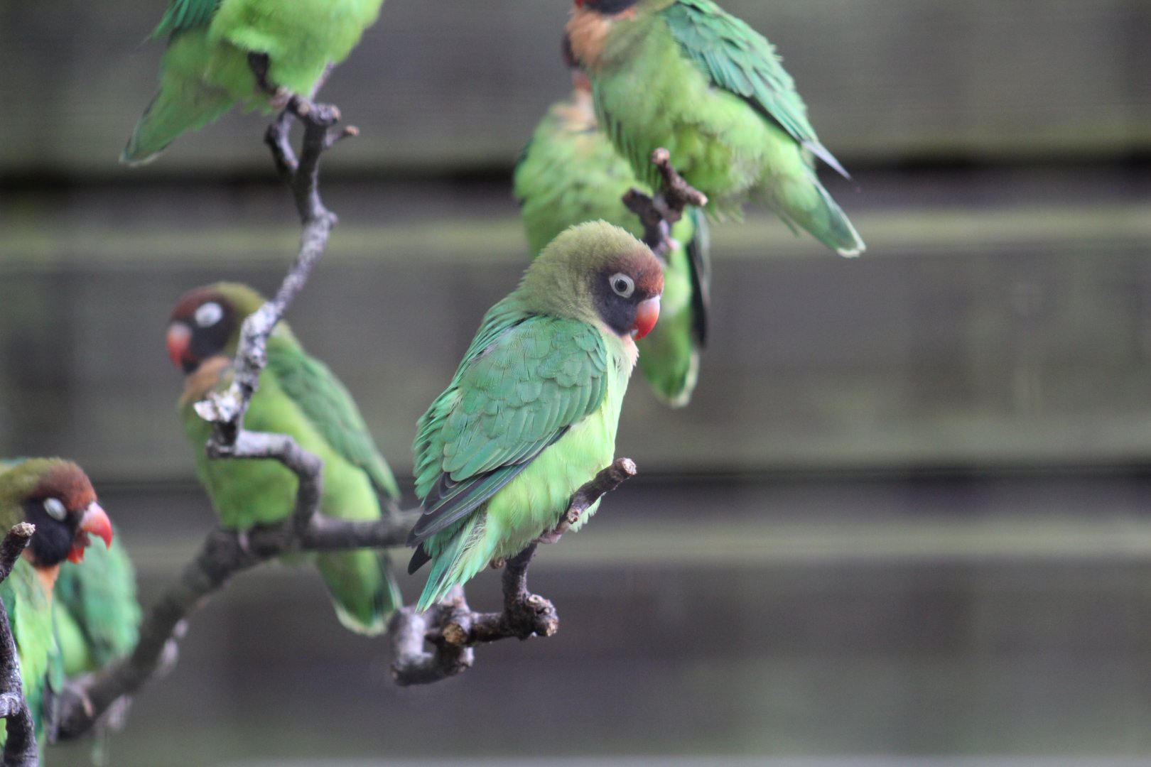 Black-Cheeked Lovebird