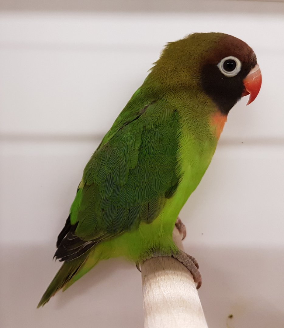 Black-cheeked lovebird