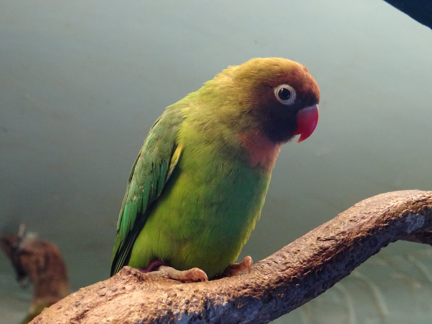 Black-Cheeked Lovebird
