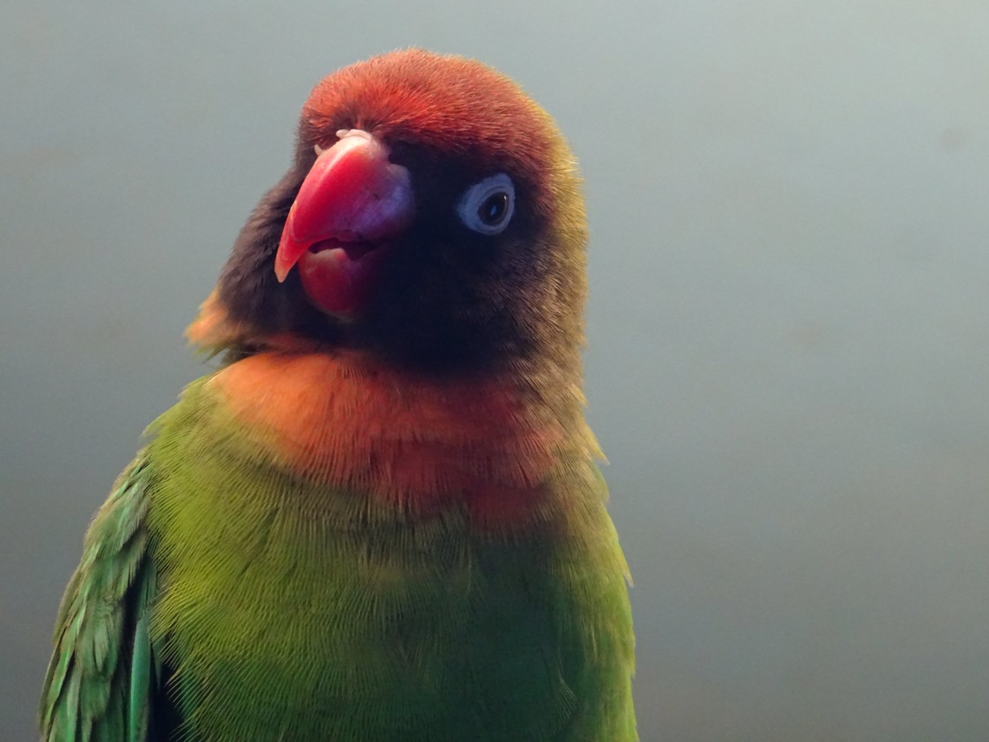 Black-Cheeked Lovebird