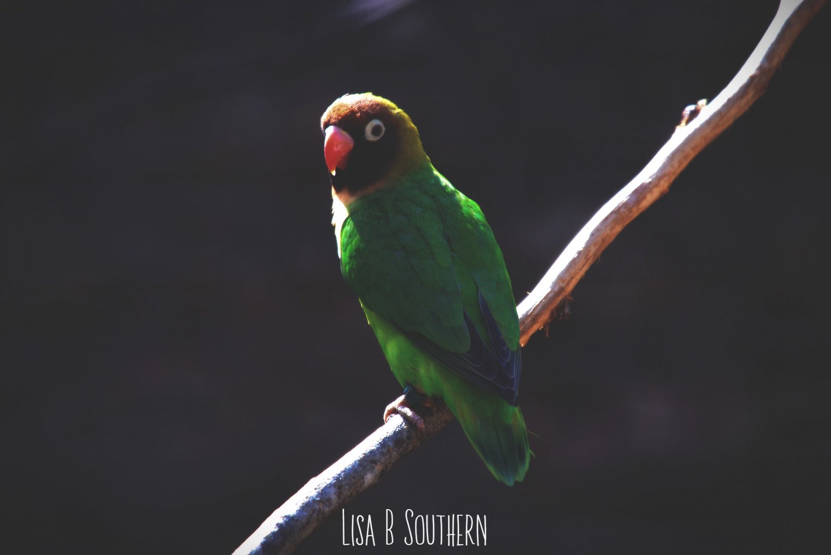 black - cheeked lovebird