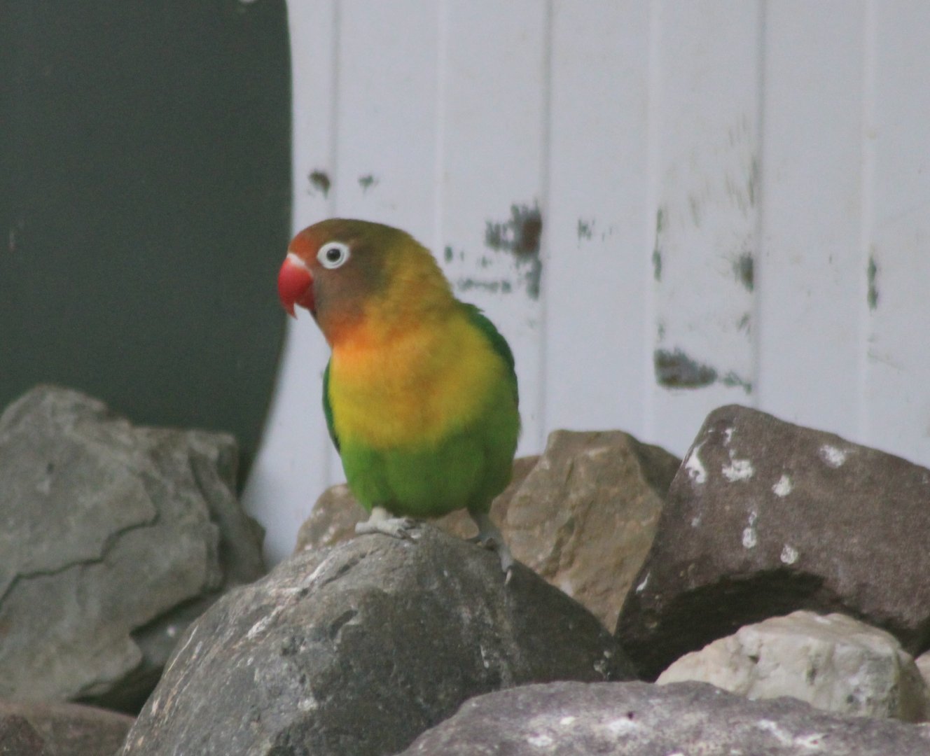 Black-cheeked lovebird