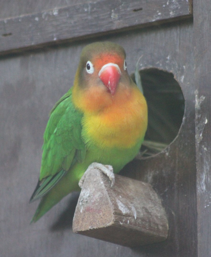 Black-cheeked lovebird