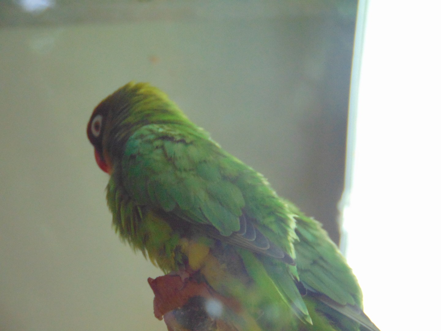 Black-cheeked Lovebird