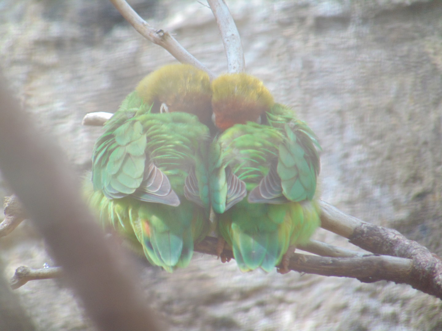 Black-cheeked Lovebird