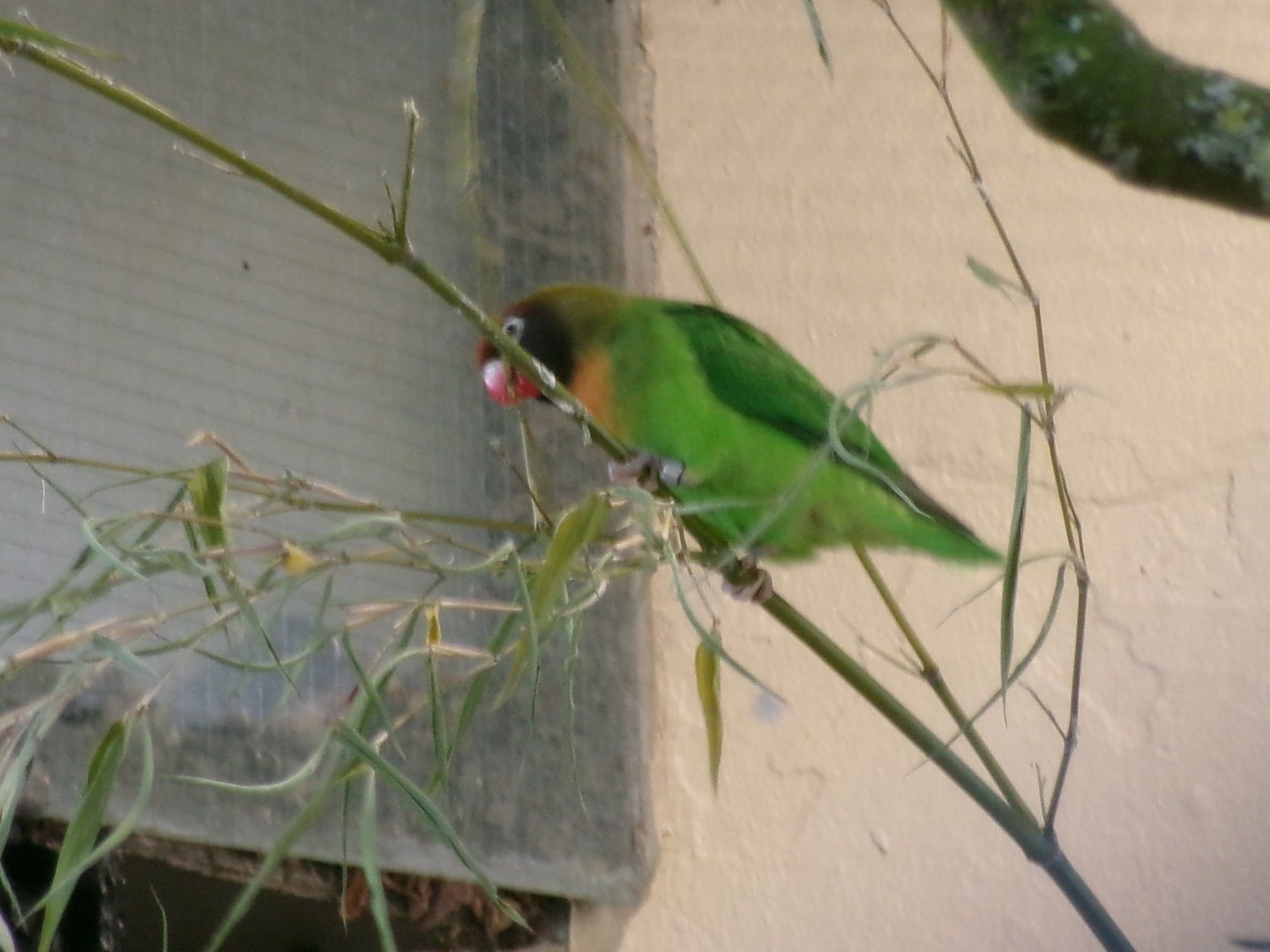 Black-cheeked lovebird