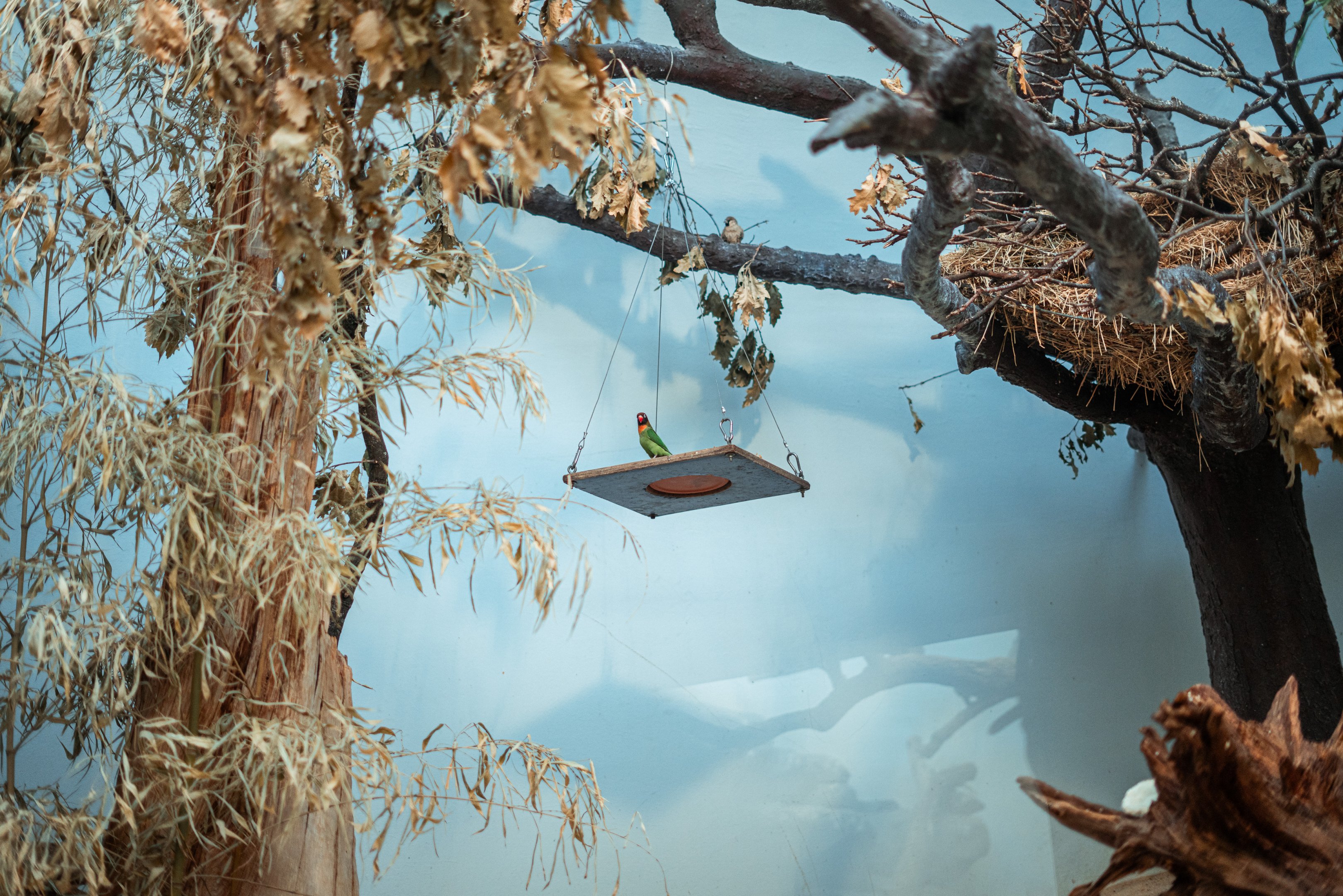 Black-cheeked lovebird