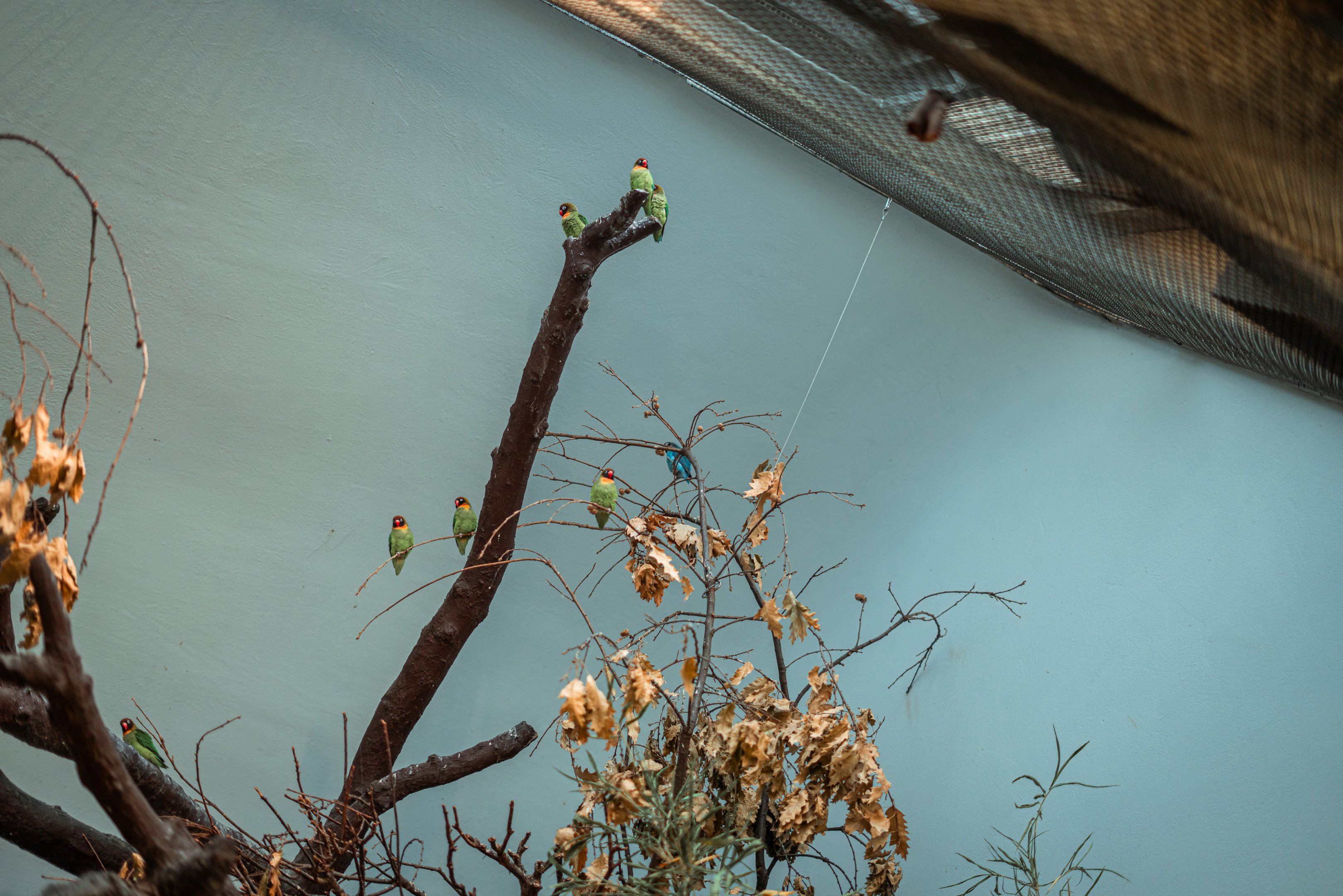 Black-cheeked lovebird