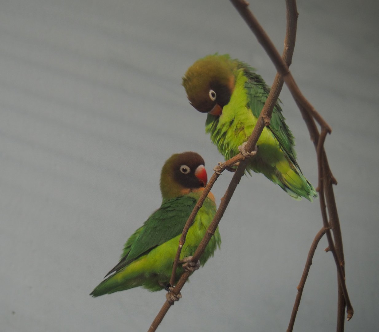 Black-cheeked lovebirds (Agapornis nigrigenis), 2020-05-24