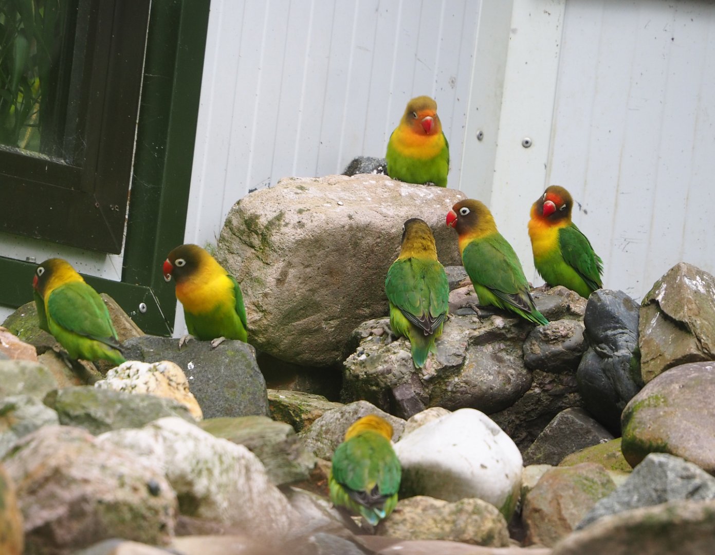 Black-cheeked lovebirds (Agapornis nigrigenis), 2022-05-17