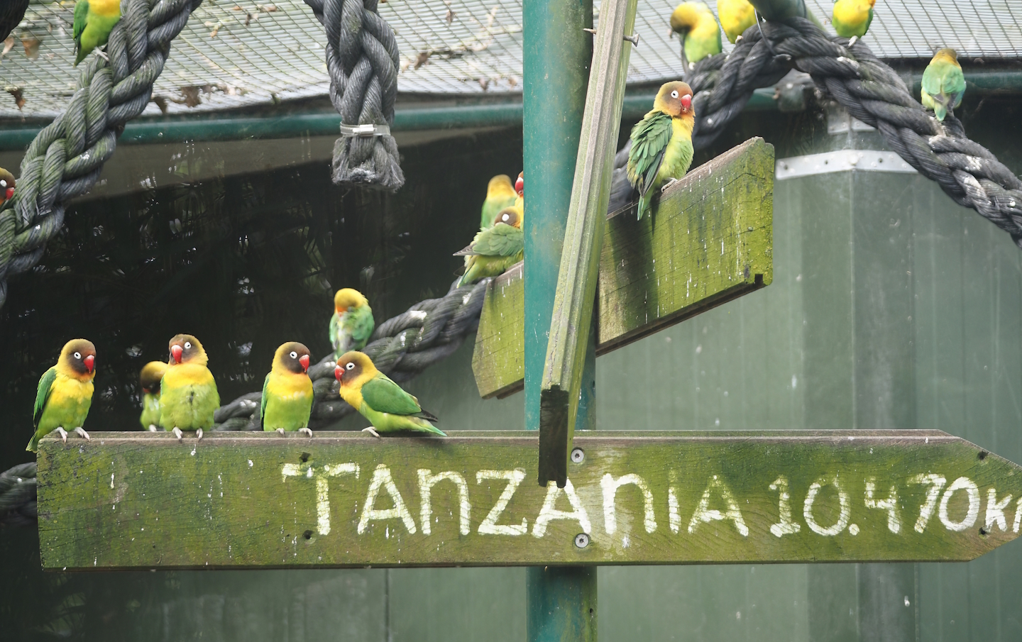 Black-cheeked lovebirds (Agapornis nigrigenis), 2024-04-14