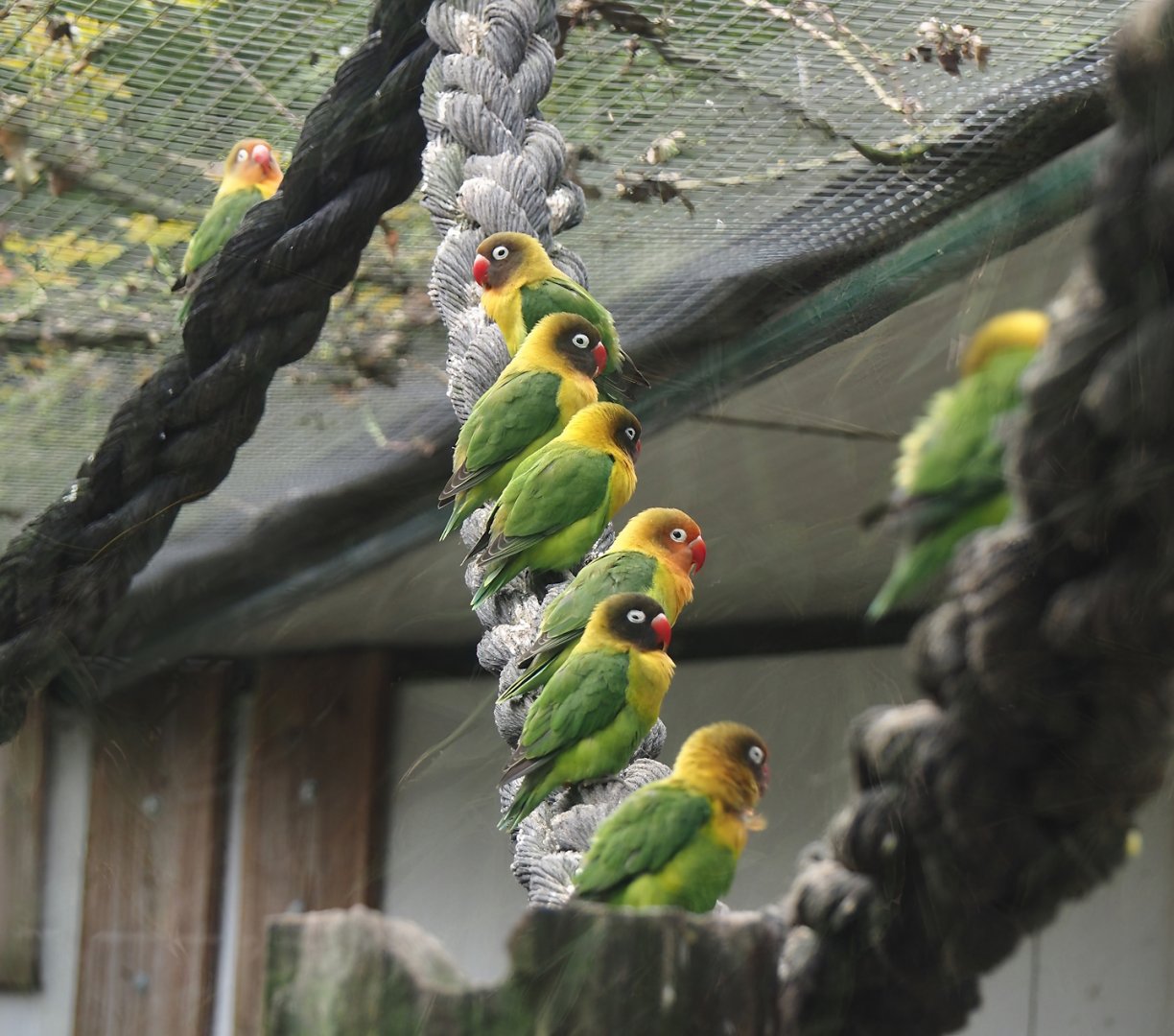 Black-cheeked lovebirds (Agapornis nigrigenis), 2024-04-14