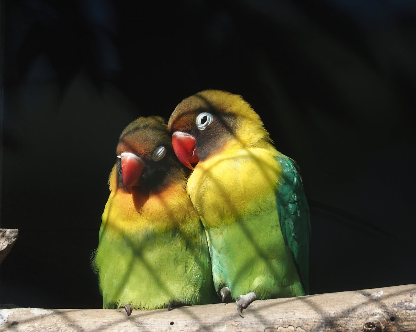 Black-cheeked lovebirds (Agapornis nigrigenis), 2025-04-12