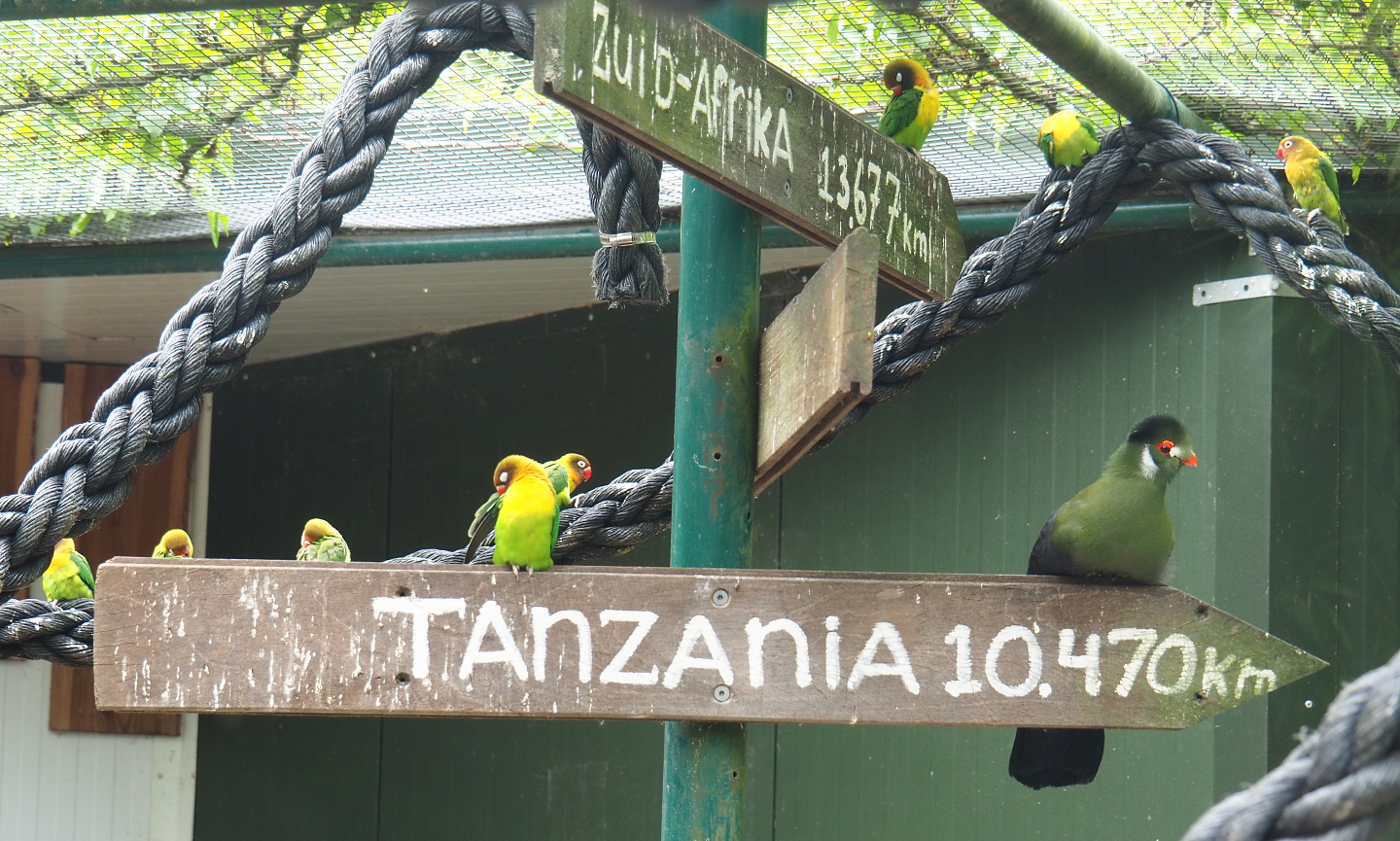 Black-cheeked lovebirds (Agapornis nigrigenis) and White-cheeked turaco (Menelikornis leucotis leucotis) on road signs, 2022-05-17