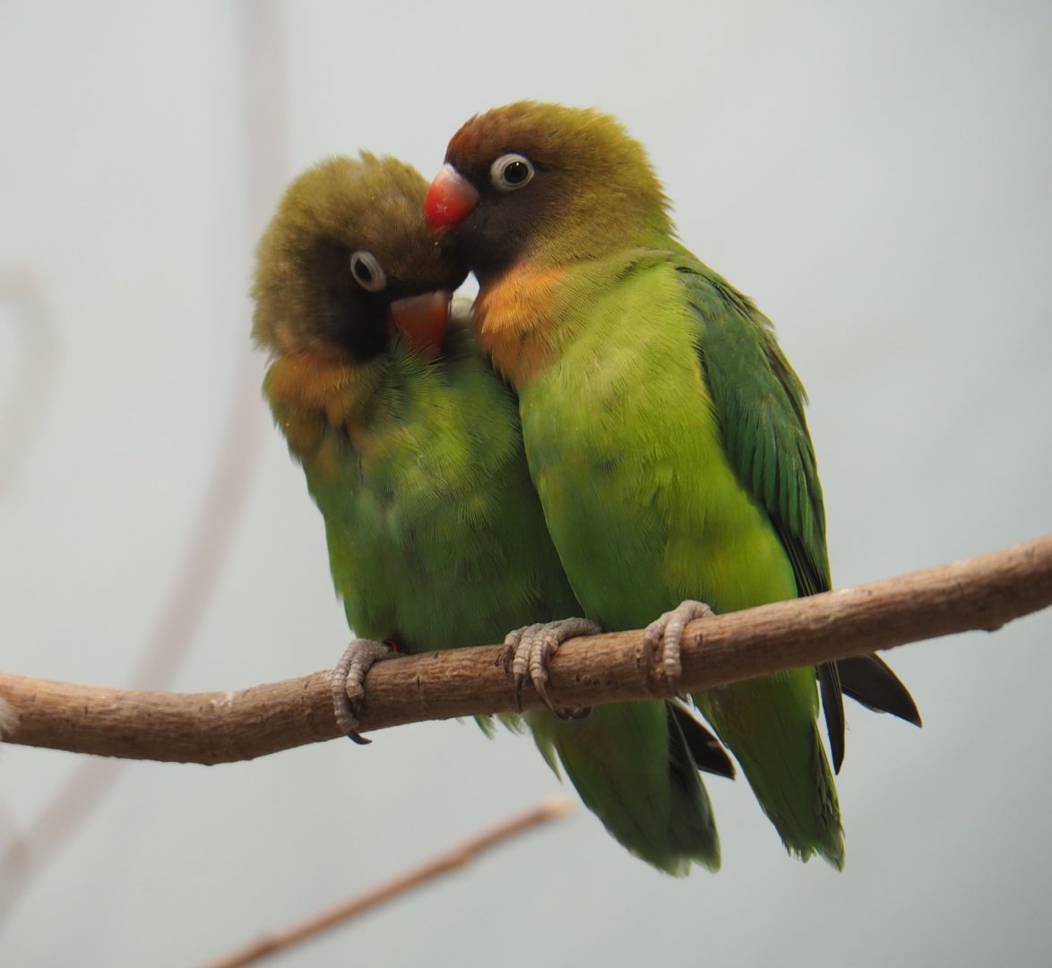 Black-cheeked lovebirds (Agapornis nigrigenis), Feb 27th, 2019