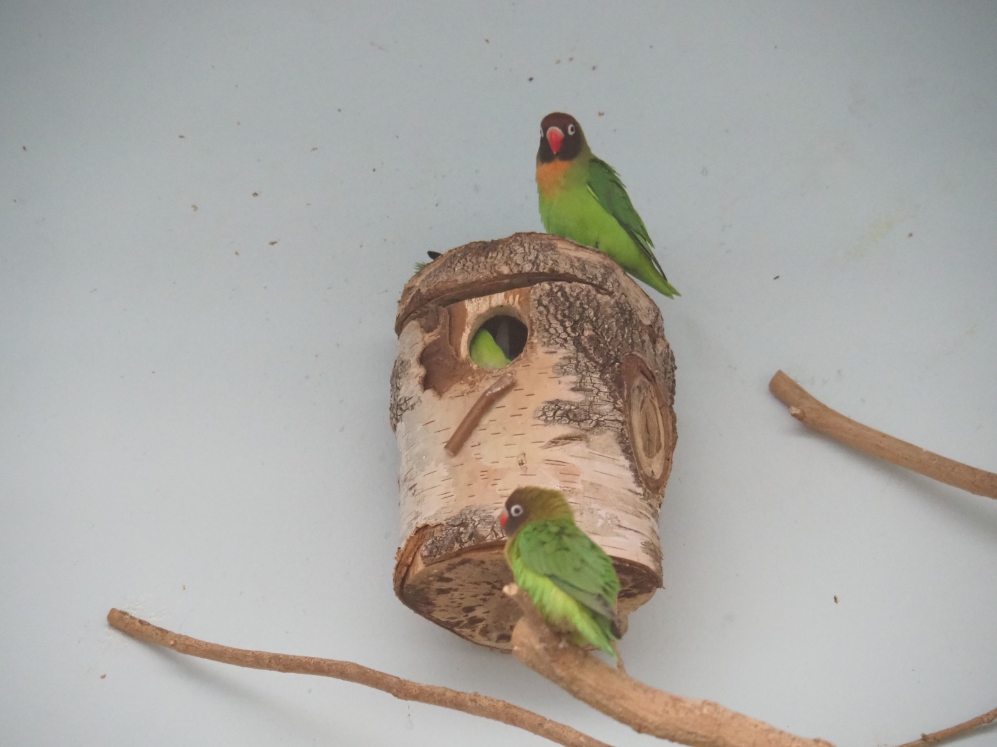 Black-cheeked lovebirds (Agapornis nigrigenis)
