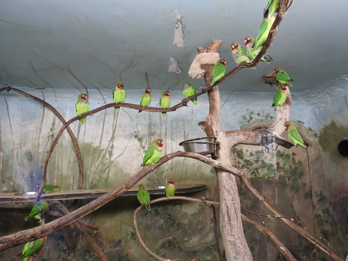 Black-Cheeked Lovebirds (Agapornis nigrigenis)