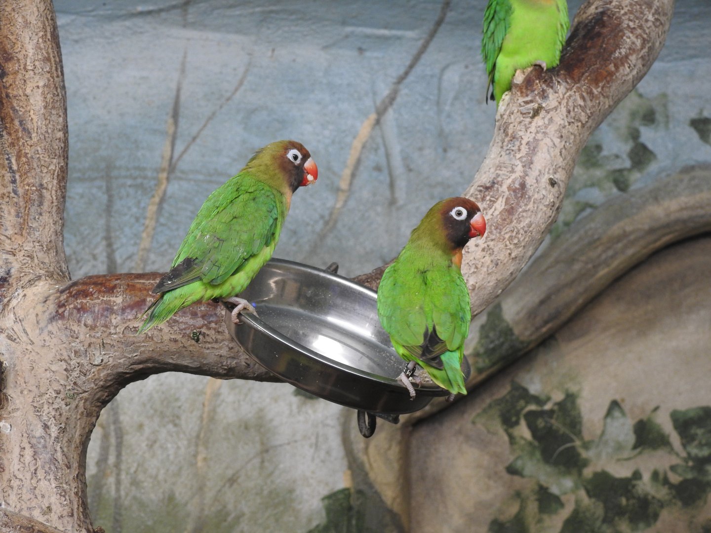 Black-Cheeked Lovebirds (Agapornis nigrigenis)