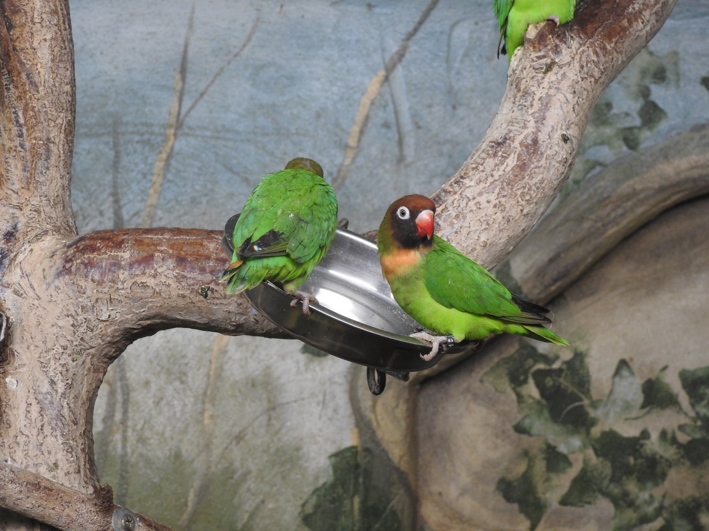 Black-Cheeked Lovebirds (Agapornis nigrigenis)