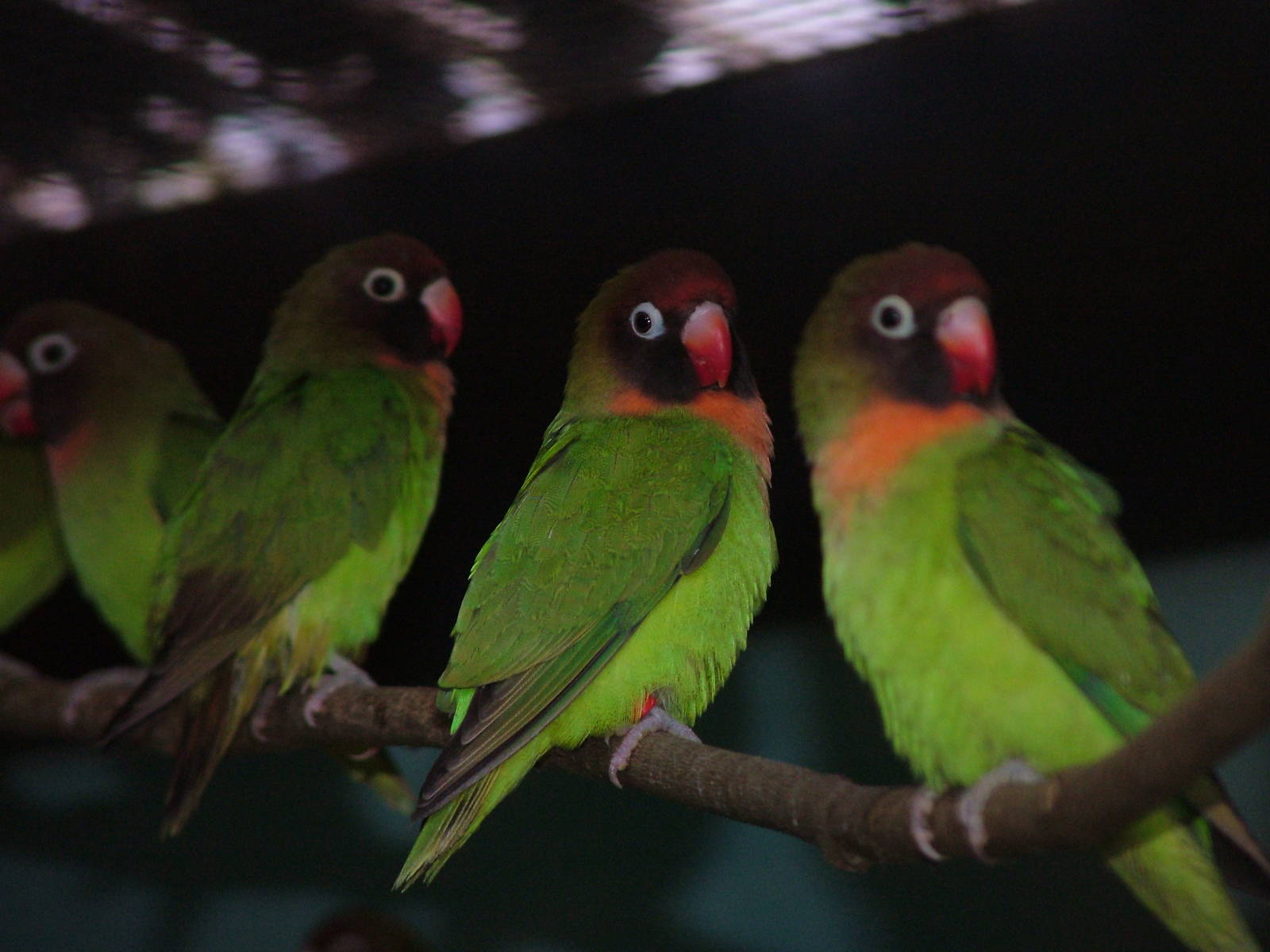 Black-cheeked Lovebirds at Tropical Wings 29/11/09