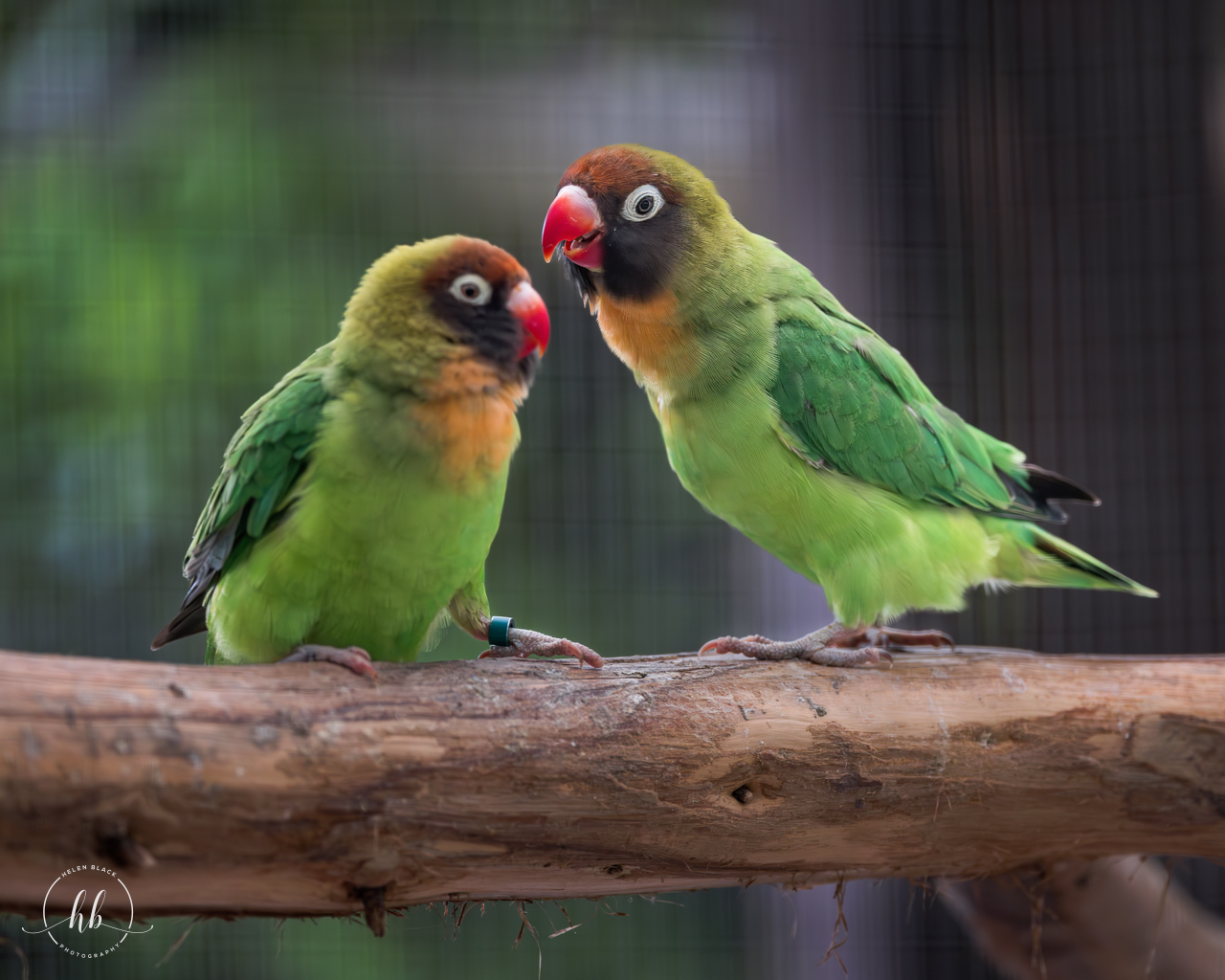 Black-cheeked Lovebirds / Hamerton / 26-3-24