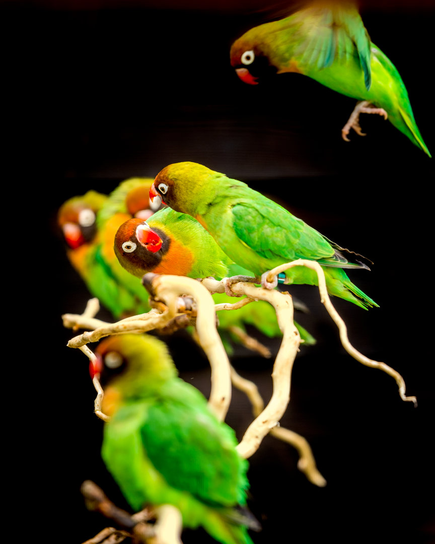 Black-cheeked Lovebirds / Hamerton / 3-5-23