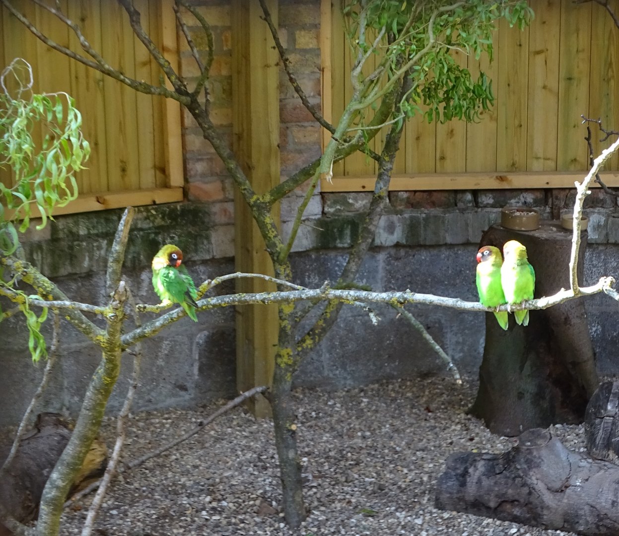 Black-cheeked Lovebirds now resident in refurbished aviary, 16th June 2025