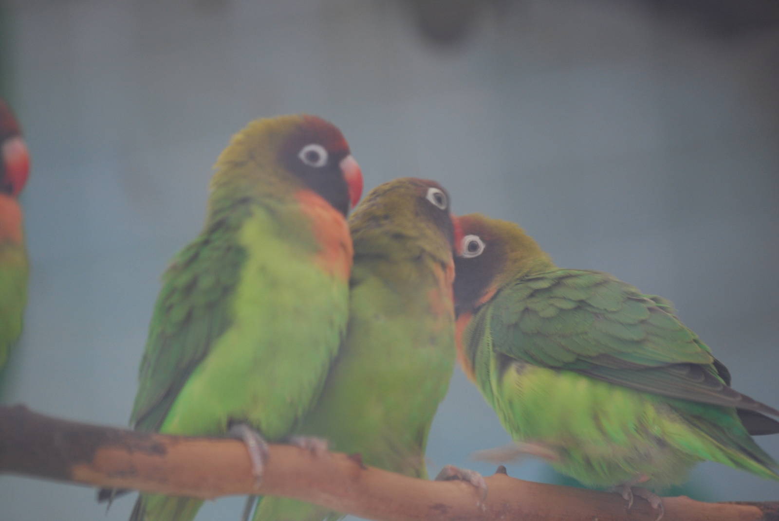 Black-cheeked lovebirds