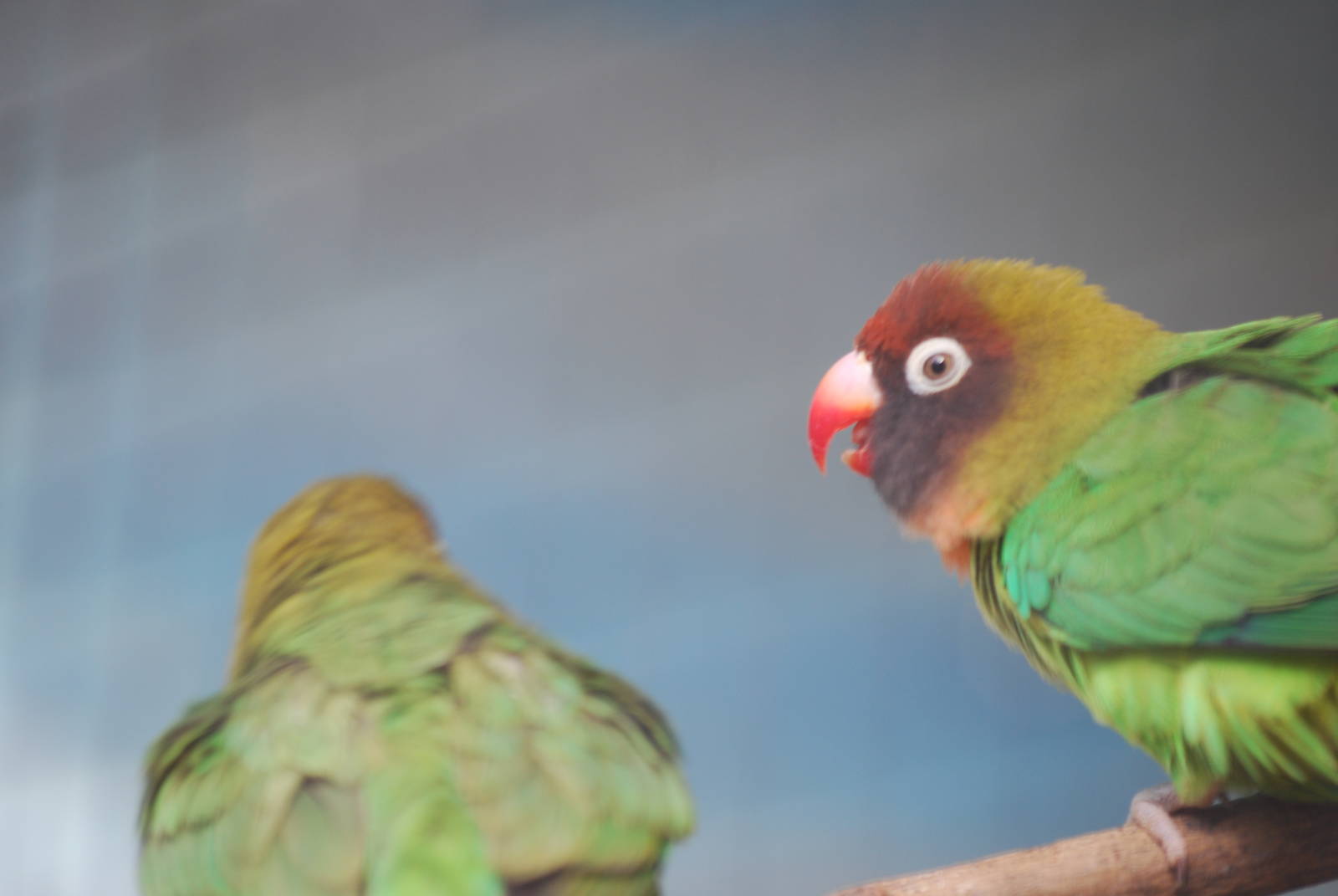 Black-cheeked lovebirds
