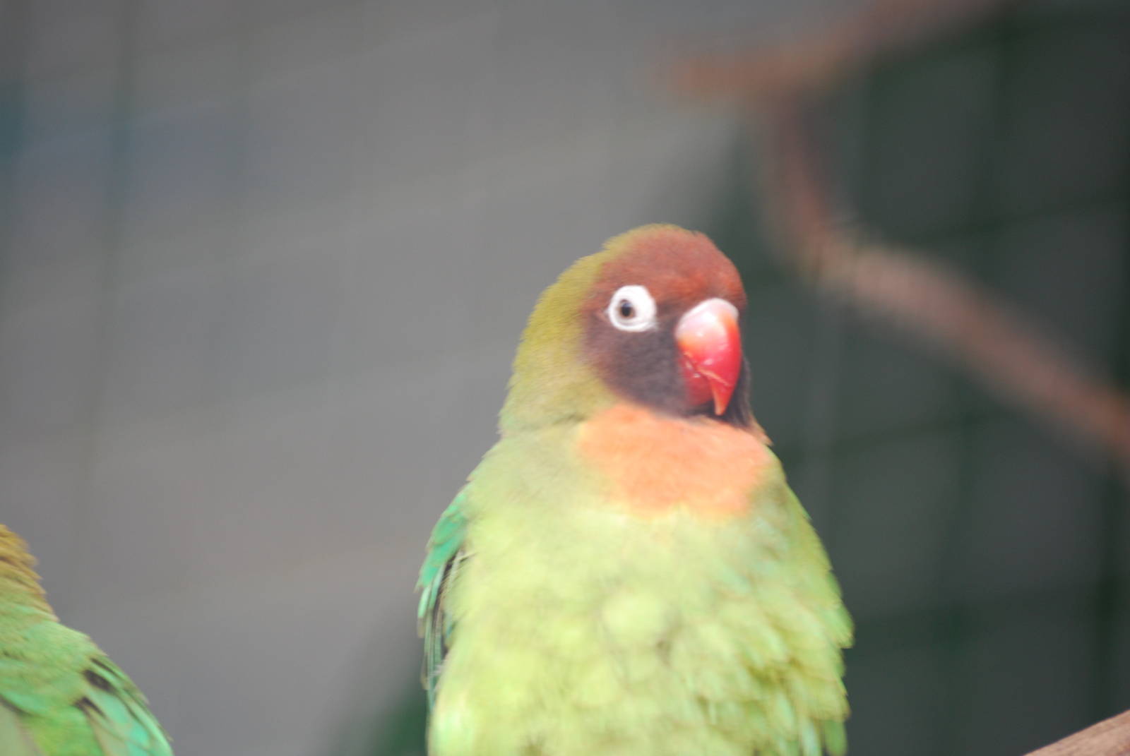 Black-cheeked lovebirds