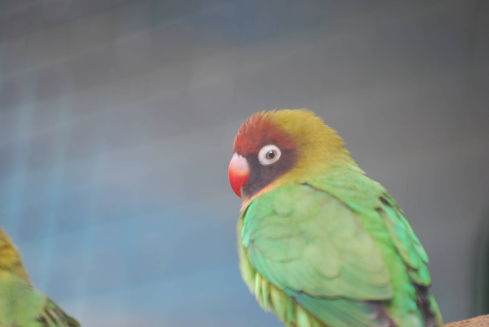 Black-cheeked lovebirds