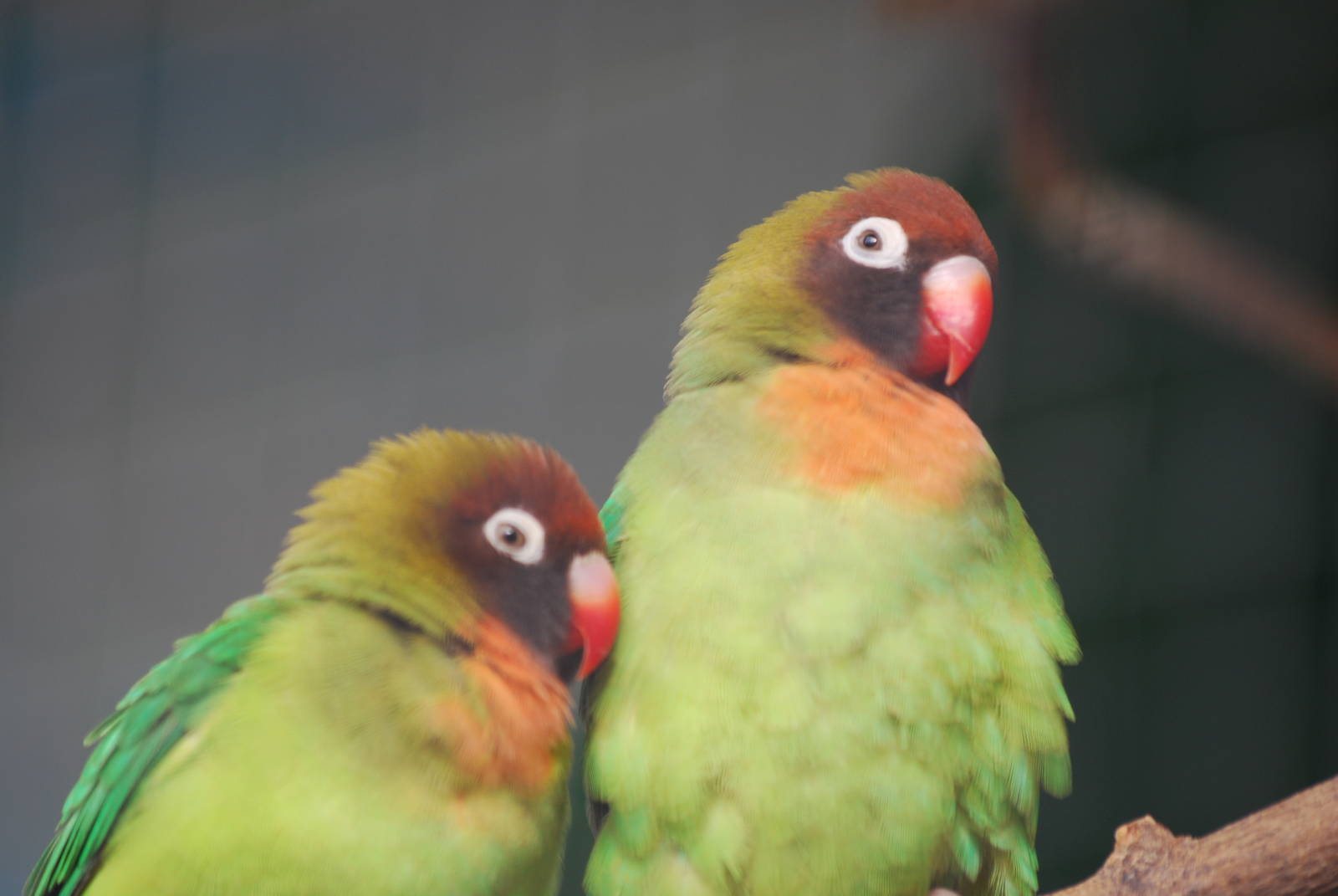 Black-cheeked lovebirds