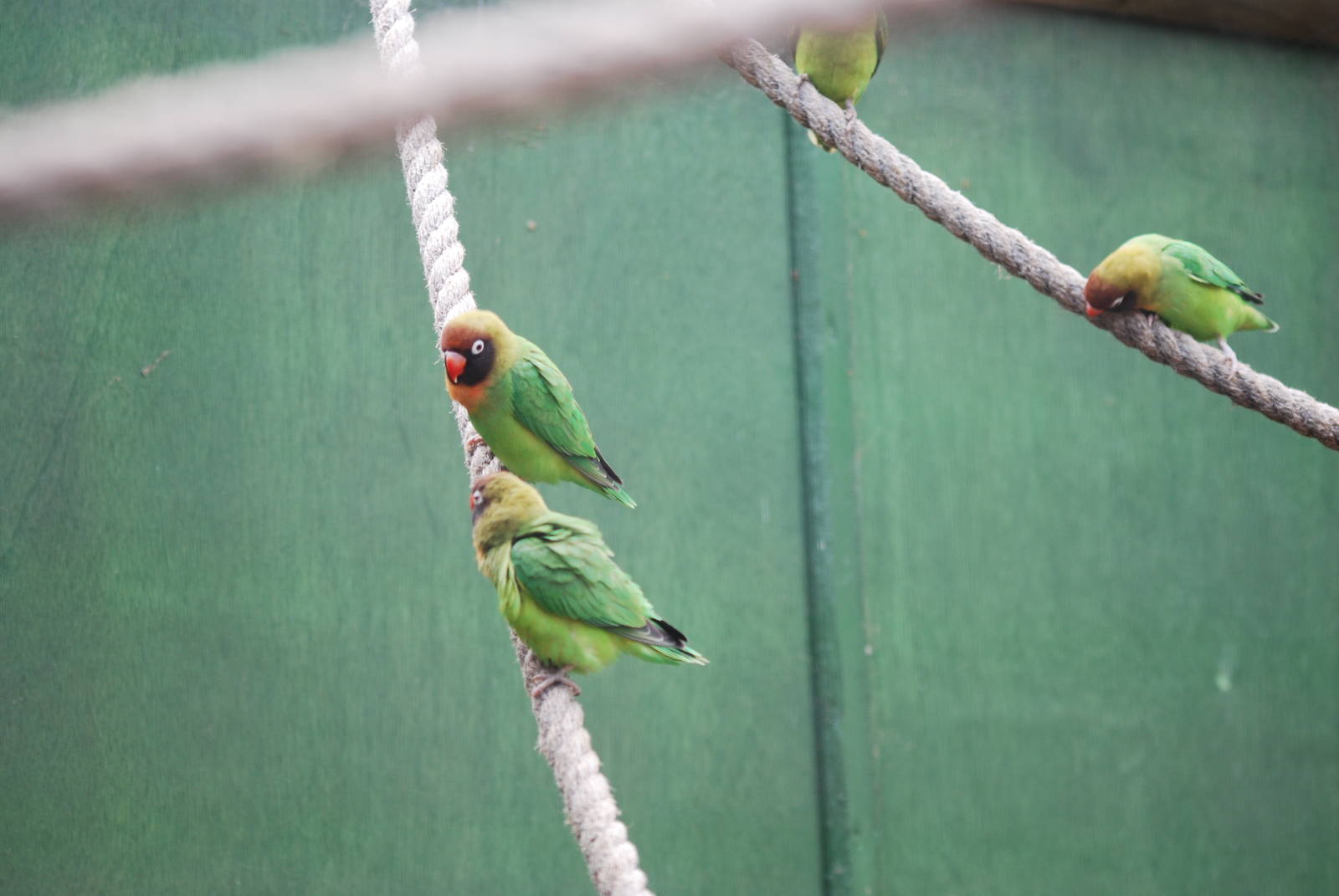 Black-cheeked lovebirds