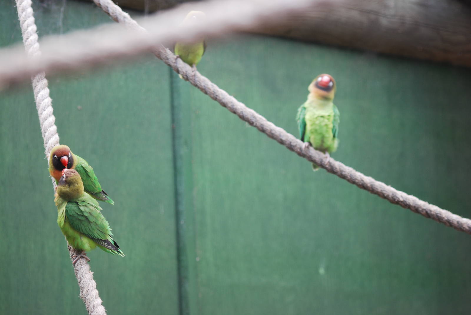Black-cheeked lovebirds
