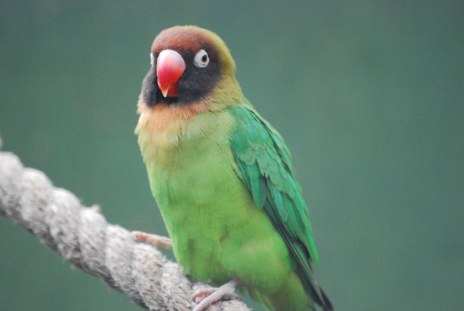 Black-cheeked lovebirds