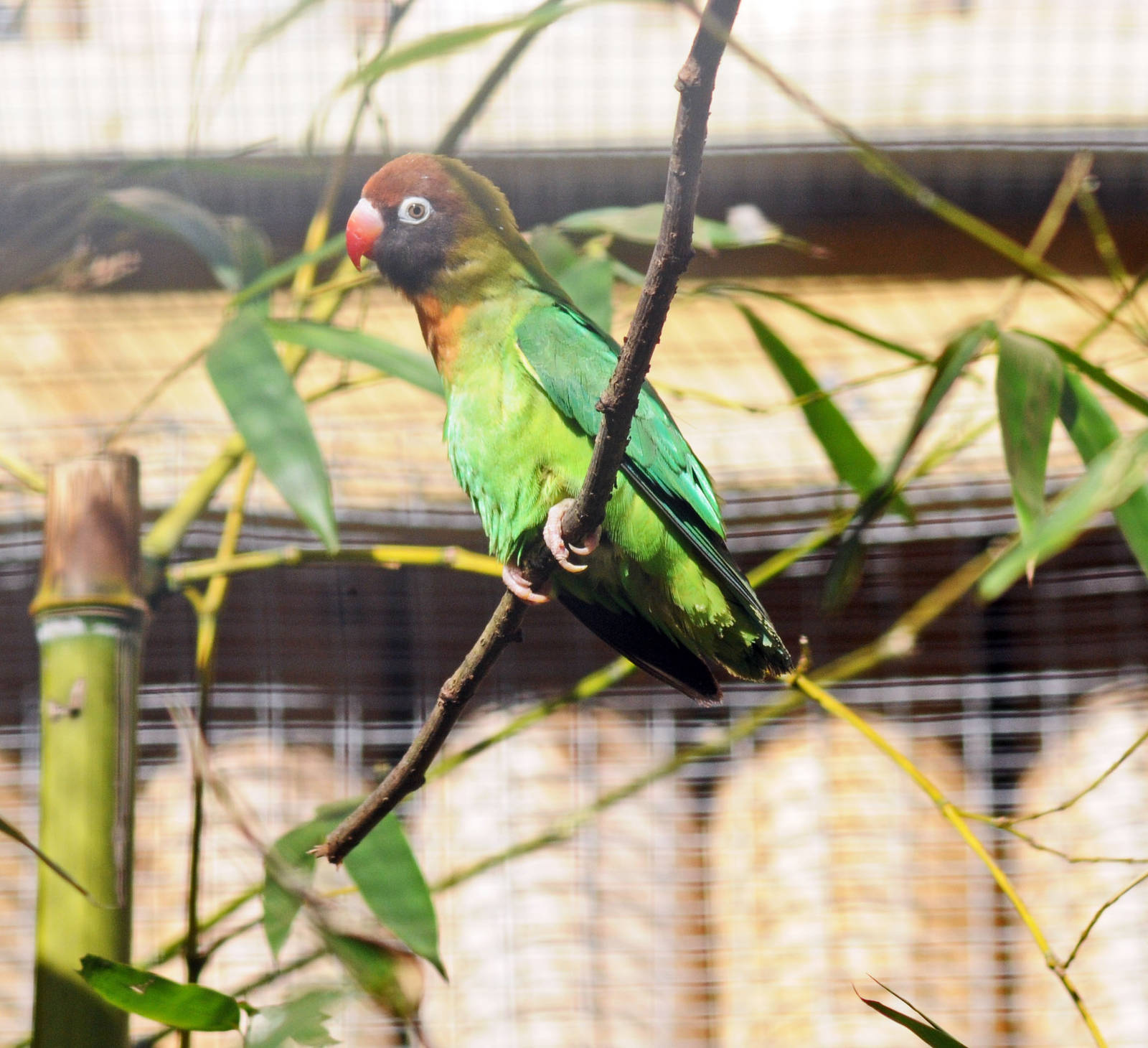 BLACK CHEEKED LOVEBIRDS